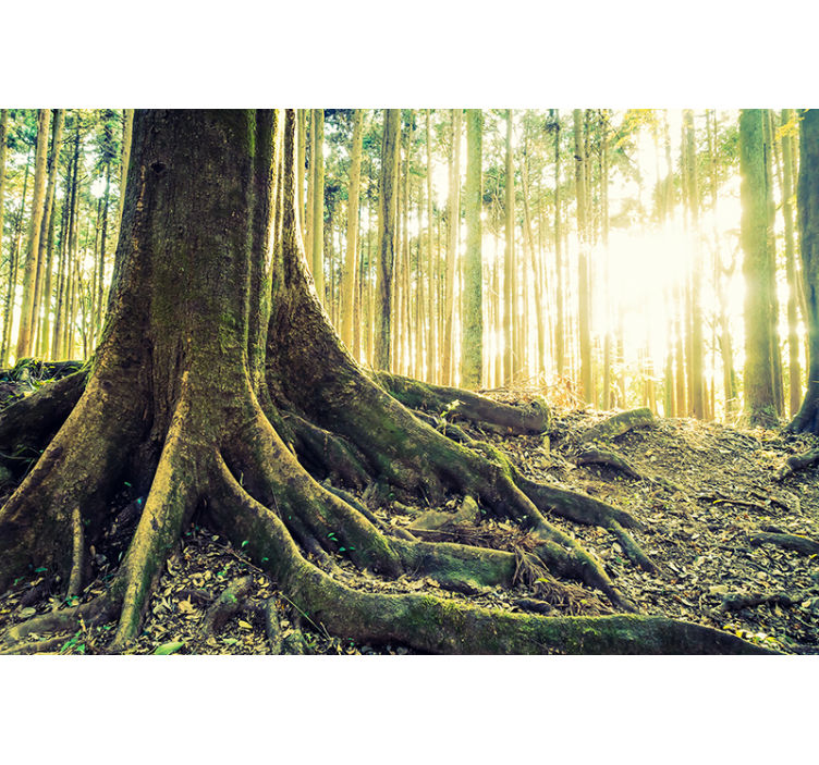 Mural de parede bosques raízes de Árvores iluminadas - TenStickers