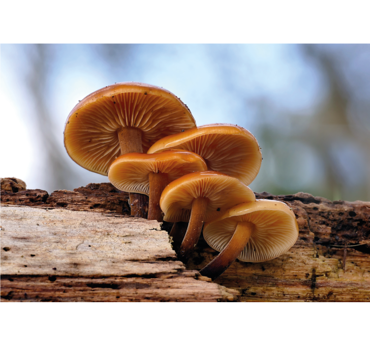 Fotomurais flores cogumelos em grupo - TenStickers