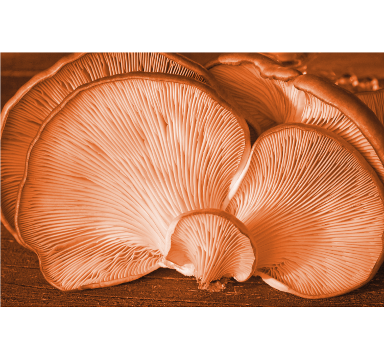 Fotomurais flores exibição de textura de cogumelo - TenStickers