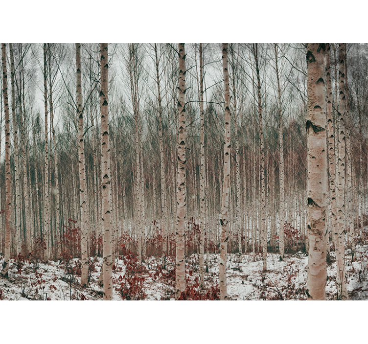 Mural de parede bosques paisagem de bétulas - TenStickers
