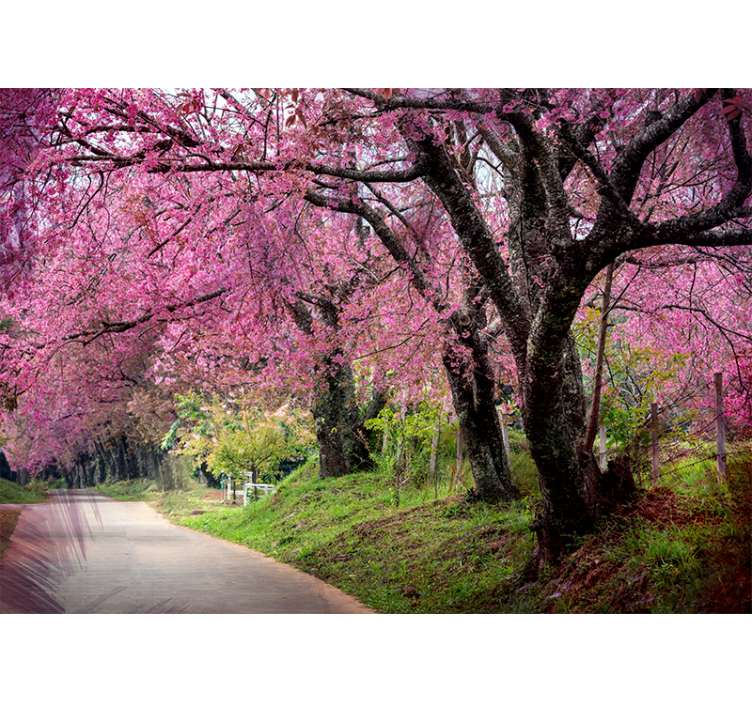 Fotomurais de paisagens Cerejeiras japonesas rosa - TenStickers