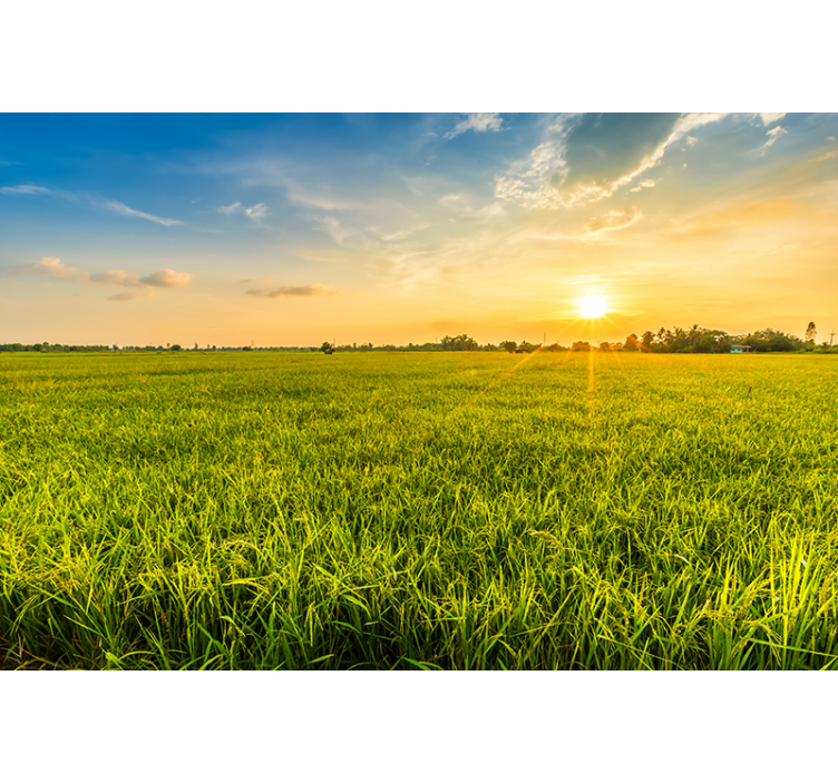 Fotomurais de paisagens pôr do sol sobre campos verdes - TenStickers