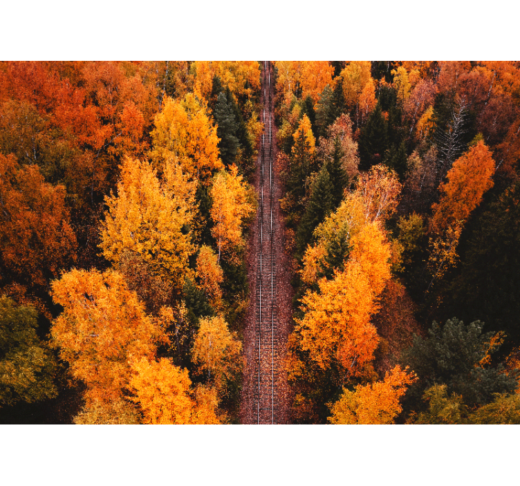 Fotomurais de paisagens Foto aérea de árvores florestais - TenStickers