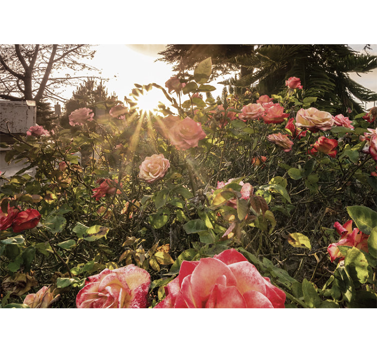 Fotomurais flores jardim de rosas iluminado - TenStickers