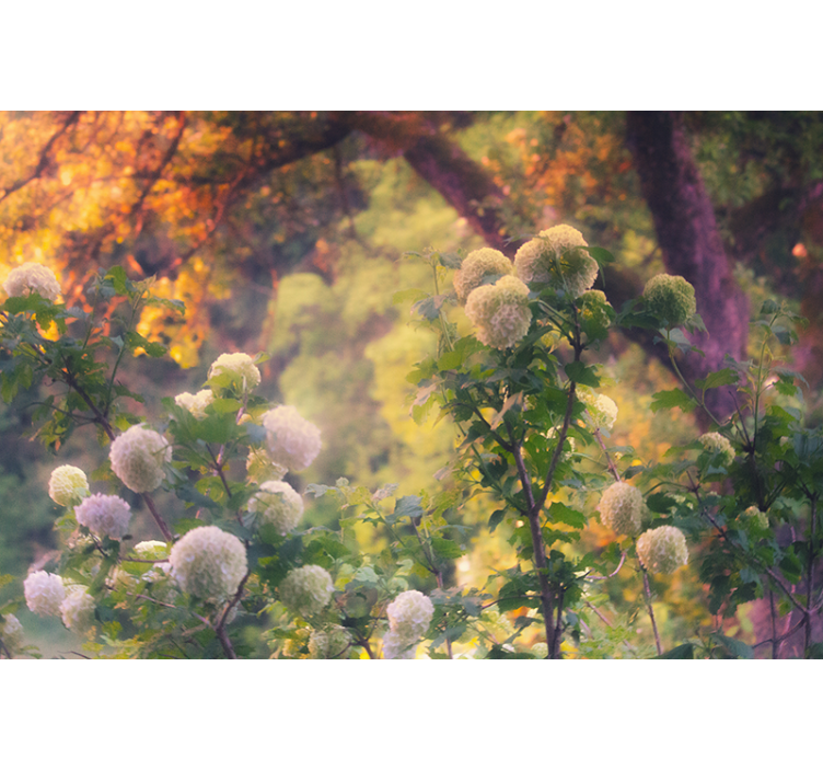 fotomural de parede da natureza do amanhecer "cottagecor - TenStickers