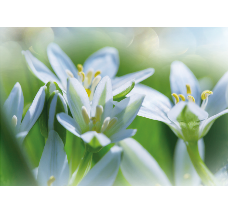 Fotomurais flores botões brancos suaves - TenStickers