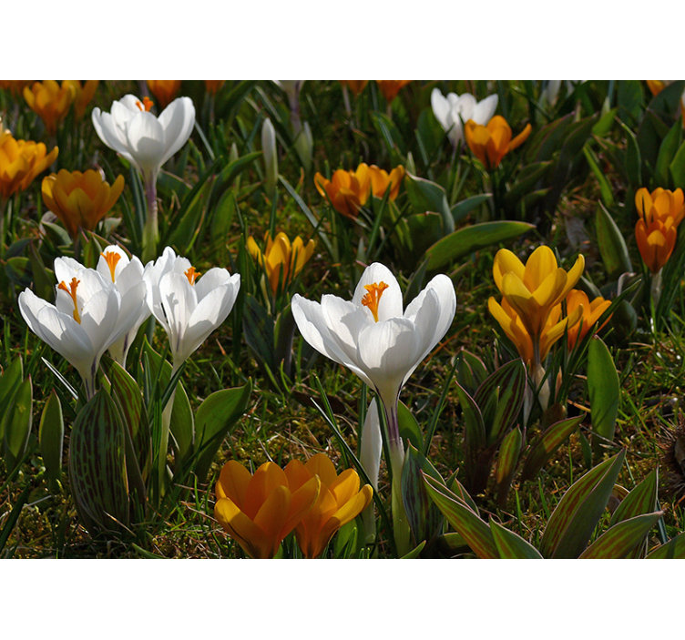 Fotomurais flores flor de crocus em flor - TenStickers