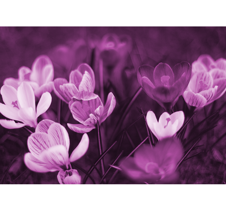 Mural de parede papoilas florais delicados - TenStickers