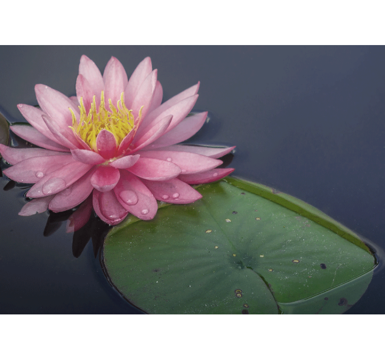 Mural de parede flores loto rosa sereno - TenStickers