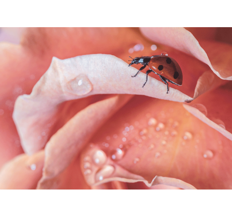 Fotomurais flores joaninha sobre pétala - TenStickers