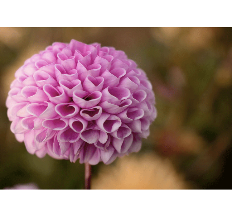 Fotomurais flores esfera floral rosa - TenStickers