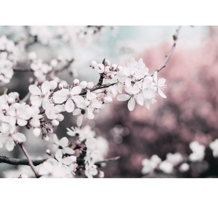 Fotomurais flores ramos de flor de cerejeira - TenStickers