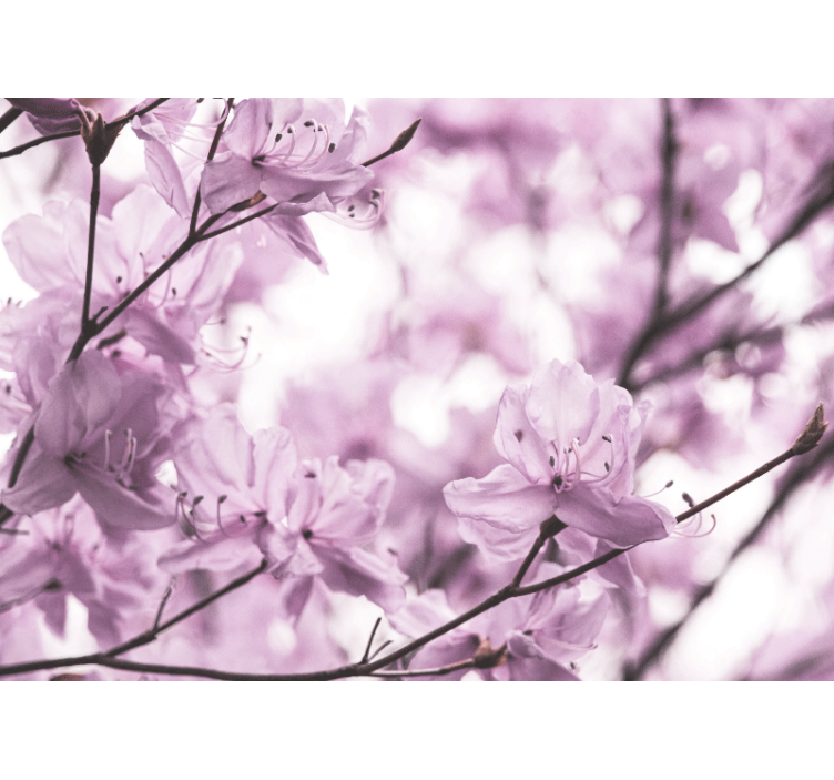 Fotomurais flores botões de rosa delicados - TenStickers