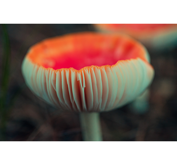 Mural de parede papoilas flor de papoila elegante - TenStickers