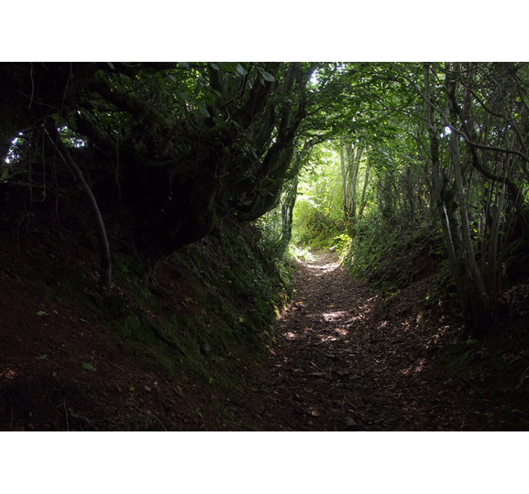 Mural de parede bosques trilha do caminho florestal - TenStickers
