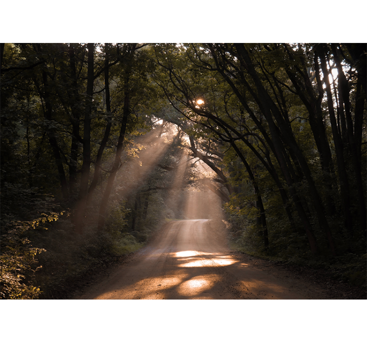 Mural de parede natureza trilha radiante na floresta - TenStickers