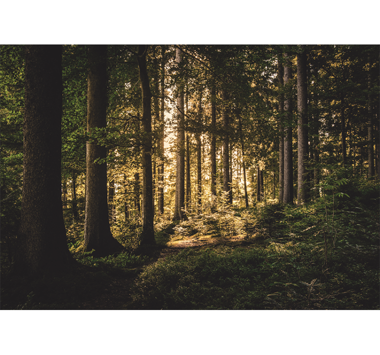 Mural de parede bosques caminho brilhante na floresta - TenStickers