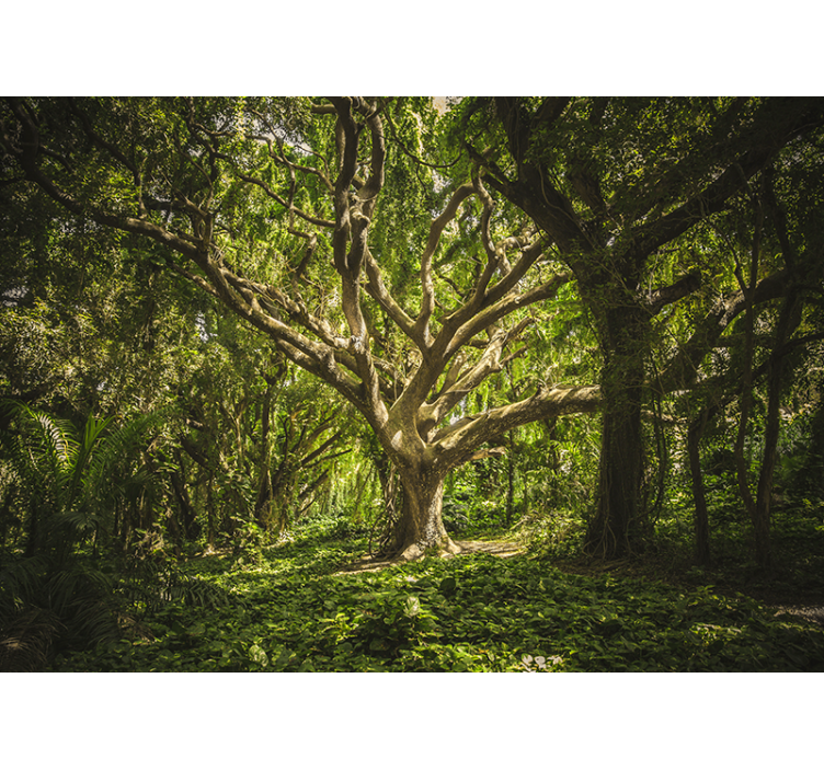 Mural de parede bosques cobertura de Árvores majestosa - TenStickers