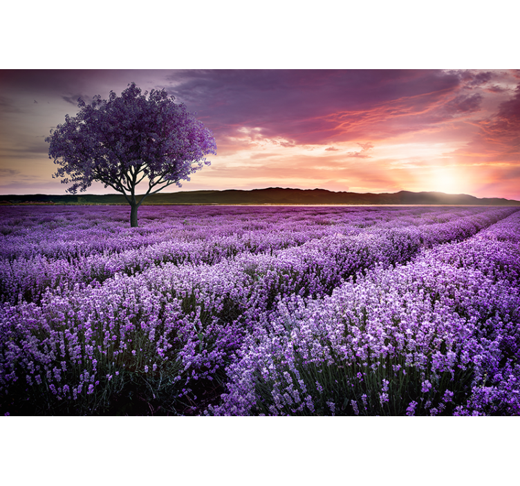 Fotomurais flores campo de lavanda ao crepúsculo - TenStickers