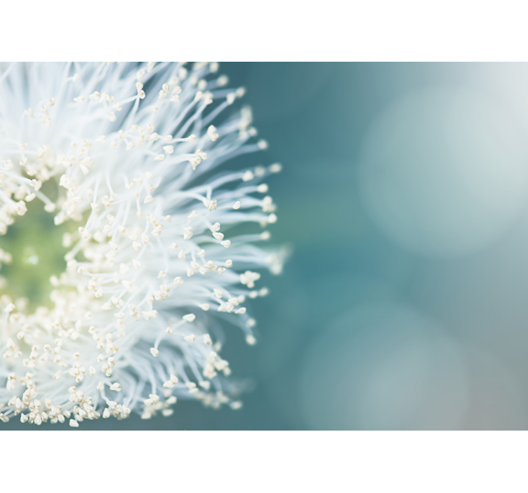 Fotomural de natureza sementes de dente de leão - TenStickers