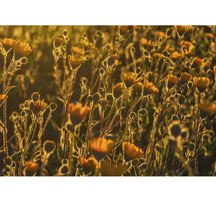 Fotomurais flores flora dourada florescendo - TenStickers