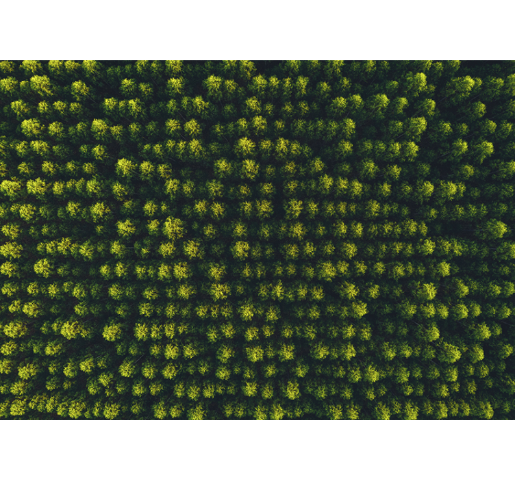 Fotomural moderno imagem aérea da floresta - TenStickers