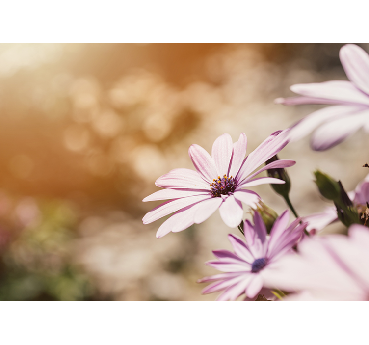 Fotomural decorativo de flores linda margarida - TenStickers