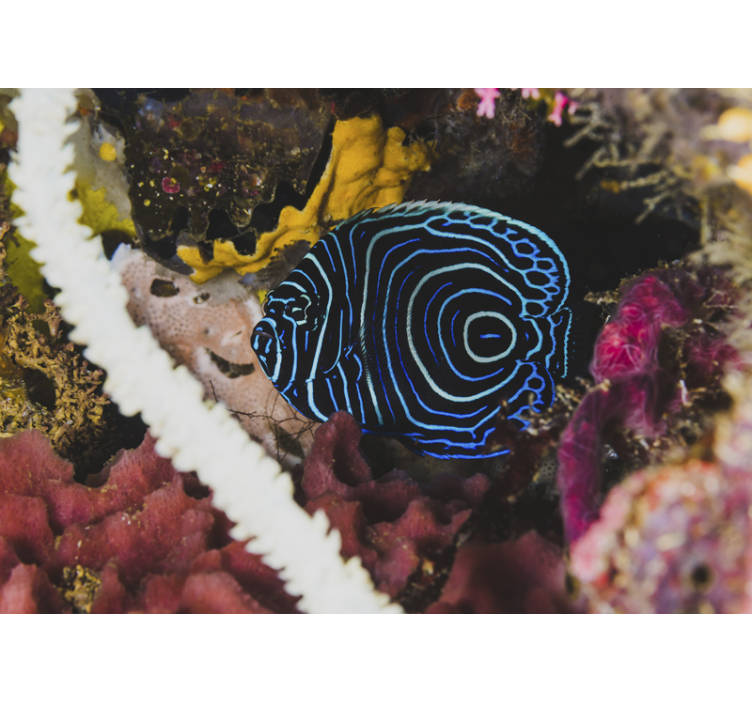 Murais de Parede Peixe azul exótico - TenStickers