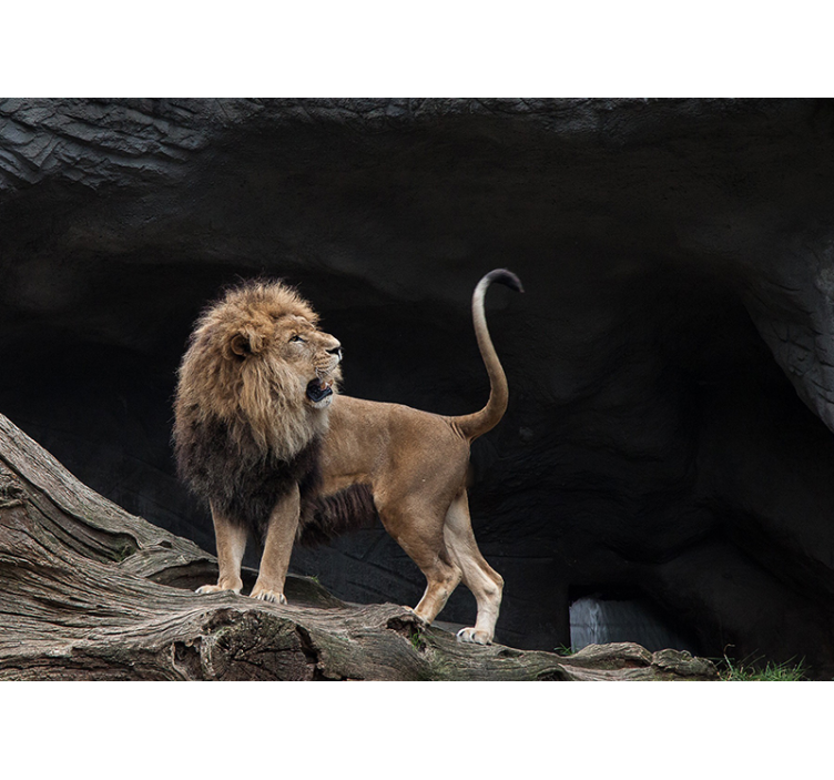 Mural de parede leões retrato majestoso de leão - TenStickers