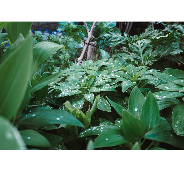 Murais de Parede 3D Folha verde com gotas de água - TenStickers