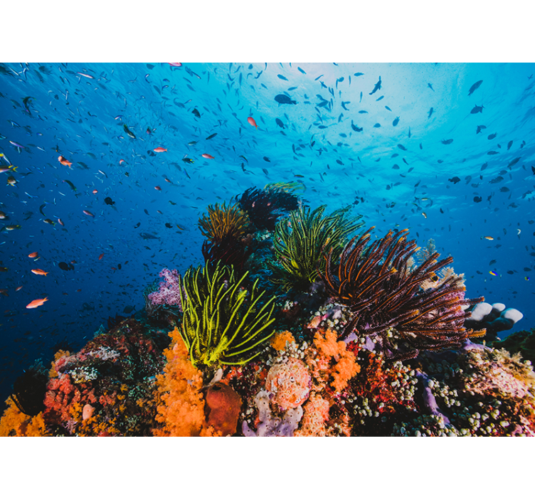 Mural de parede mar paraíso de corais subaquático - TenStickers