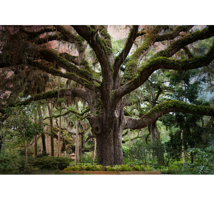 Mural de parede bosques carvalho majestoso - TenStickers