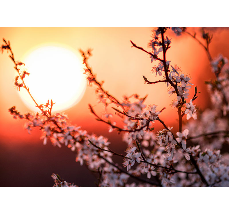 Fotomurais flores Flores de damasco com pôr do sol - TenStickers