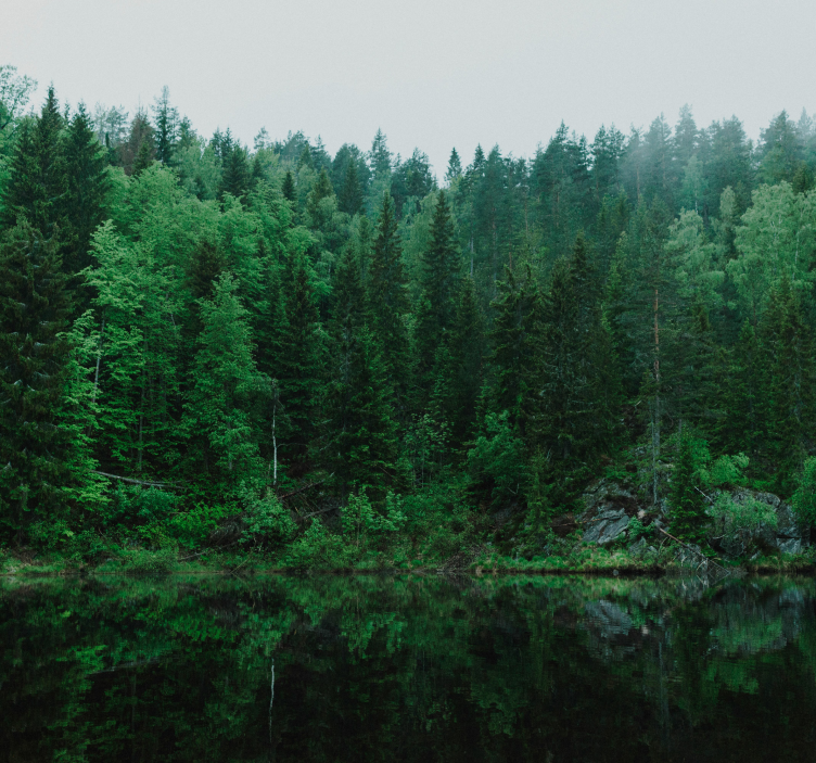 Mural de parede de árvores floresta profunda - TenStickers