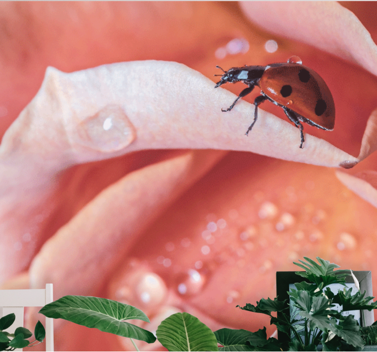 Fotomurais flores joaninha sobre pétala - TenStickers