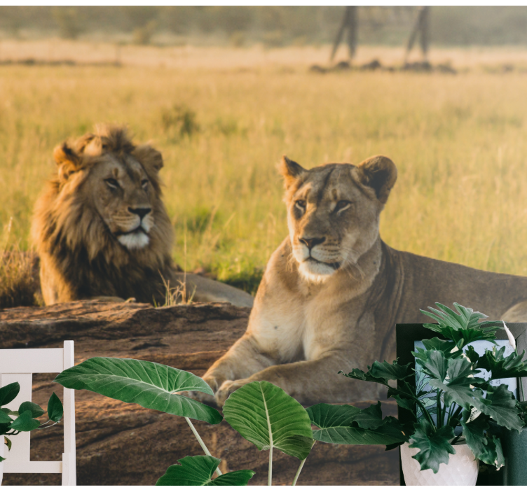 Leones no fotomural de parede do leão da savana - TenStickers