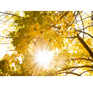 Fotomural luz do sol através de uma floresta de árvores - TenStickers