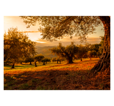 Mural de parede decorativo de oliveiras  - TenStickers