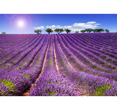 Fotomural vinílico de campo de lavanda - TenStickers