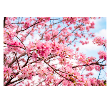 Fotomurais paisagistícos Flor de cerejeira fundo do céu - TenStickers