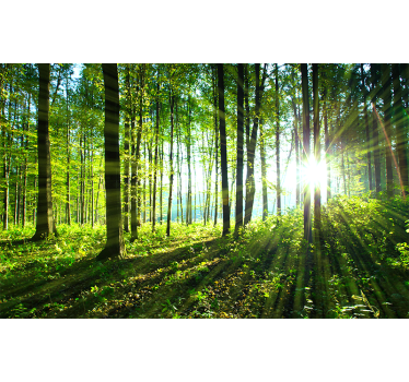 Fotomurais paisagistícos Paisagem de floresta com reflexo de luz - TenStickers