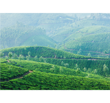 Fotomurais de paisagens colinas de plantação de chá - TenStickers