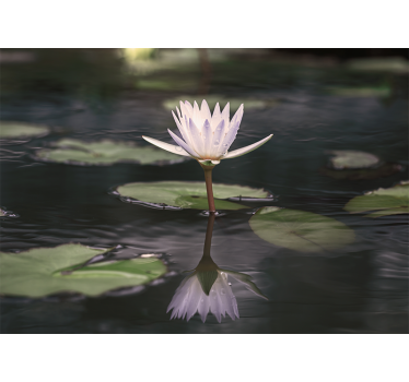 Fotomurais flores reflexo da flor de lótus - TenStickers
