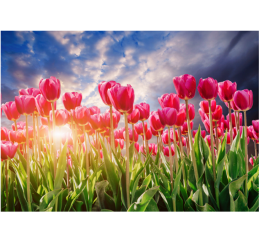 Fotomurais flores campo de tulipas radiantes - TenStickers