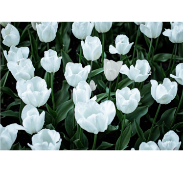 Fotomurais de Parede Tulipas brancas - TenStickers