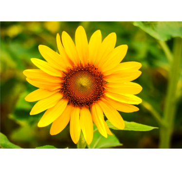Fotomurais de Parede Uma simples flor do sol - TenStickers