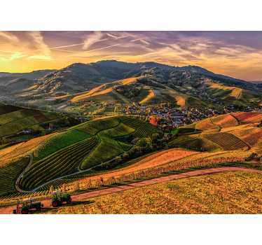 Fotomurais de paisagens vista exuberante do vinhedo - TenStickers