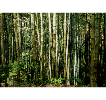 Mural de parede bambu paisagem de bosque de bambu - TenStickers