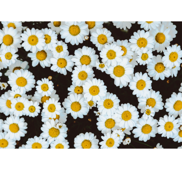 Fotomurais flores padrão floral de camomila - TenStickers