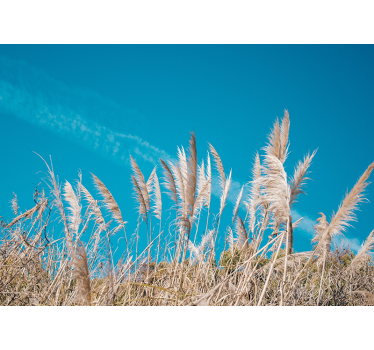 Fotomurais flores serenidade das pampas - TenStickers